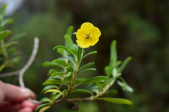 Columellia oblonga
