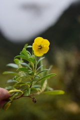 Columellia oblonga