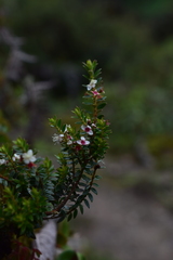 Myrteola phylicoides