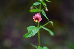 Alonsoa meridionalis