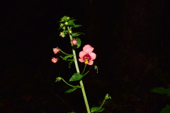 Alonsoa meridionalis
