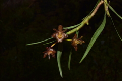 Epidendrum trachysepalum