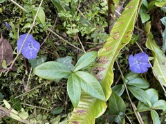 Vinca minor