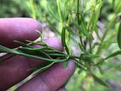 Bouchea linifolia