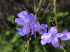 Bouchea linifolia