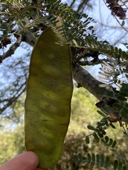 Albizia forbesii