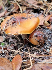 Myxacium