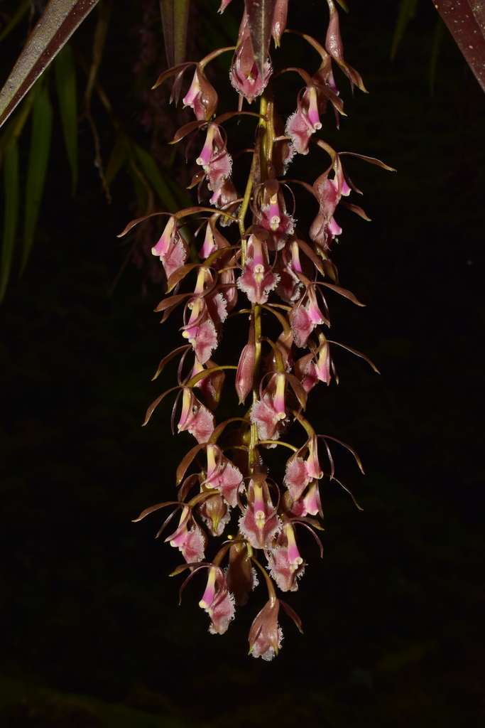 Epidendrum lesteri Hágsater & Dodson
