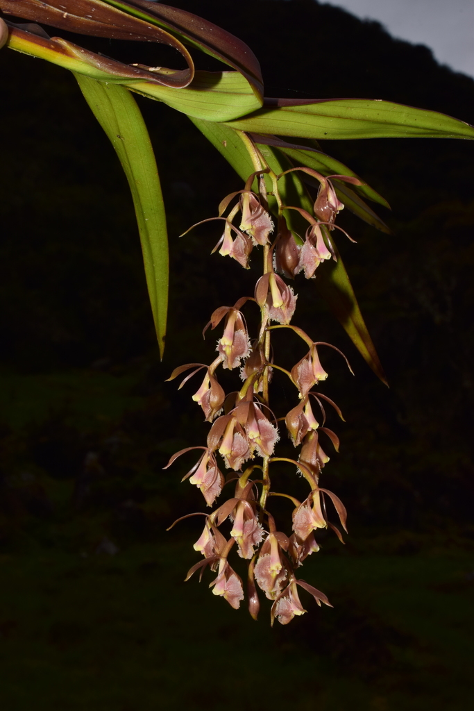 Epidendrum lesteri Hágsater & Dodson 2