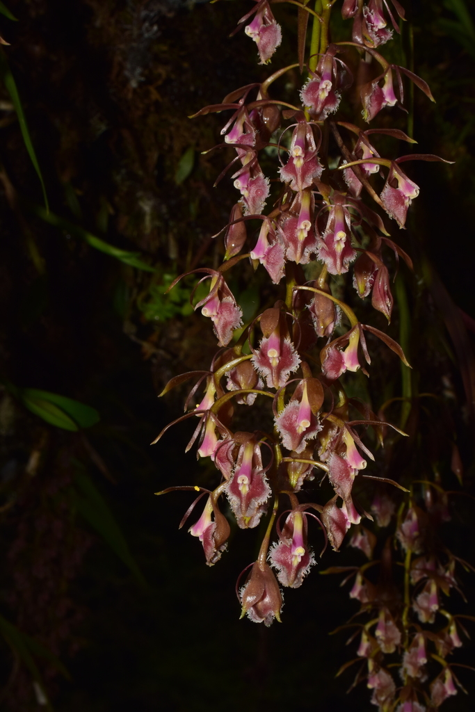 Epidendrum lesteri Hágsater & Dodson 3