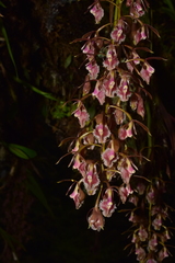 Epidendrum lesteri
