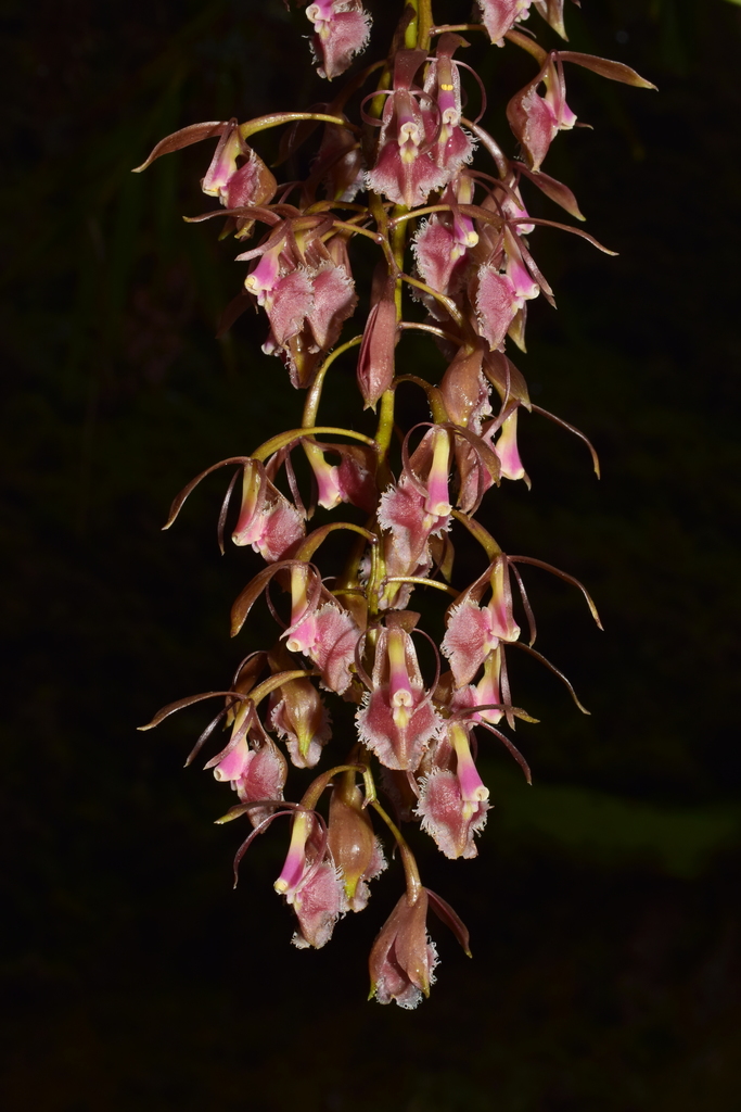 Epidendrum lesteri Hágsater & Dodson 4