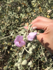 Malacothamnus fasciculatus nuttallii