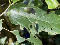 Hestina assimilis formosana
