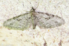 Eupithecia bolterii