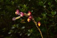Cyrtochilum rhodoneurum