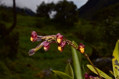Cyrtochilum rhodoneurum