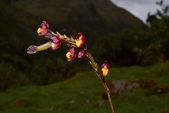 Cyrtochilum rhodoneurum