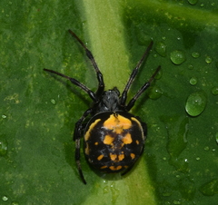 Araneus bogotensis