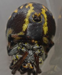 Araneus bogotensis