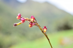 Cyrtochilum rhodoneurum