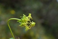 Halenia umbellata