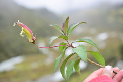 Siphocampylus elfriedii