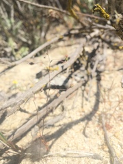 Nemacladus secundiflorus robbinsii