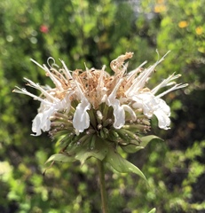 Monarda lindheimeri