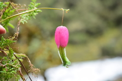 Eccremocarpus viridis