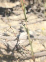 Nemacladus secundiflorus robbinsii