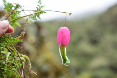 Eccremocarpus viridis