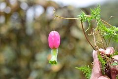 Eccremocarpus viridis