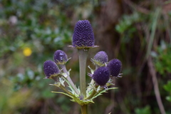 Eryngium weberbaueri