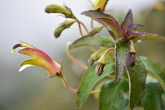 Siphocampylus elfriedii