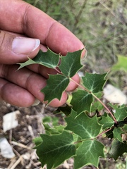 Berberis swaseyi