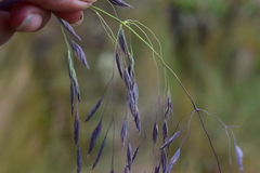 Festuca procera