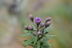 Diplostephium goodspeedii