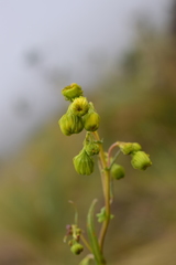 Senecio burkartii