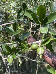 Hyperacanthus amoenus