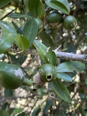 Hyperacanthus amoenus