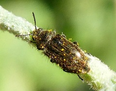 Cleroidea