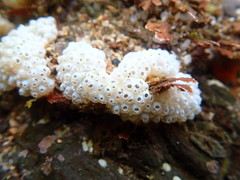 Polycitoridae