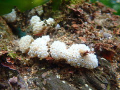Polycitoridae