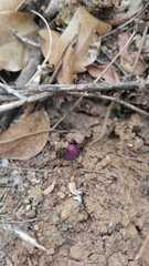 Bdallophytum caesareum