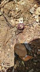 Bdallophytum caesareum