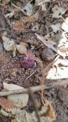 Bdallophytum caesareum