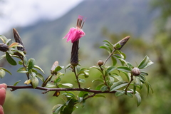 Barnadesia polyacantha