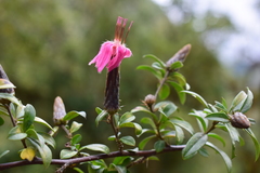 Barnadesia polyacantha