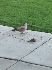 Streptopelia decaocto